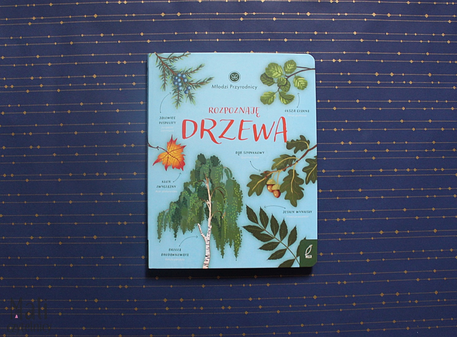 Rozpoznaję drzewa