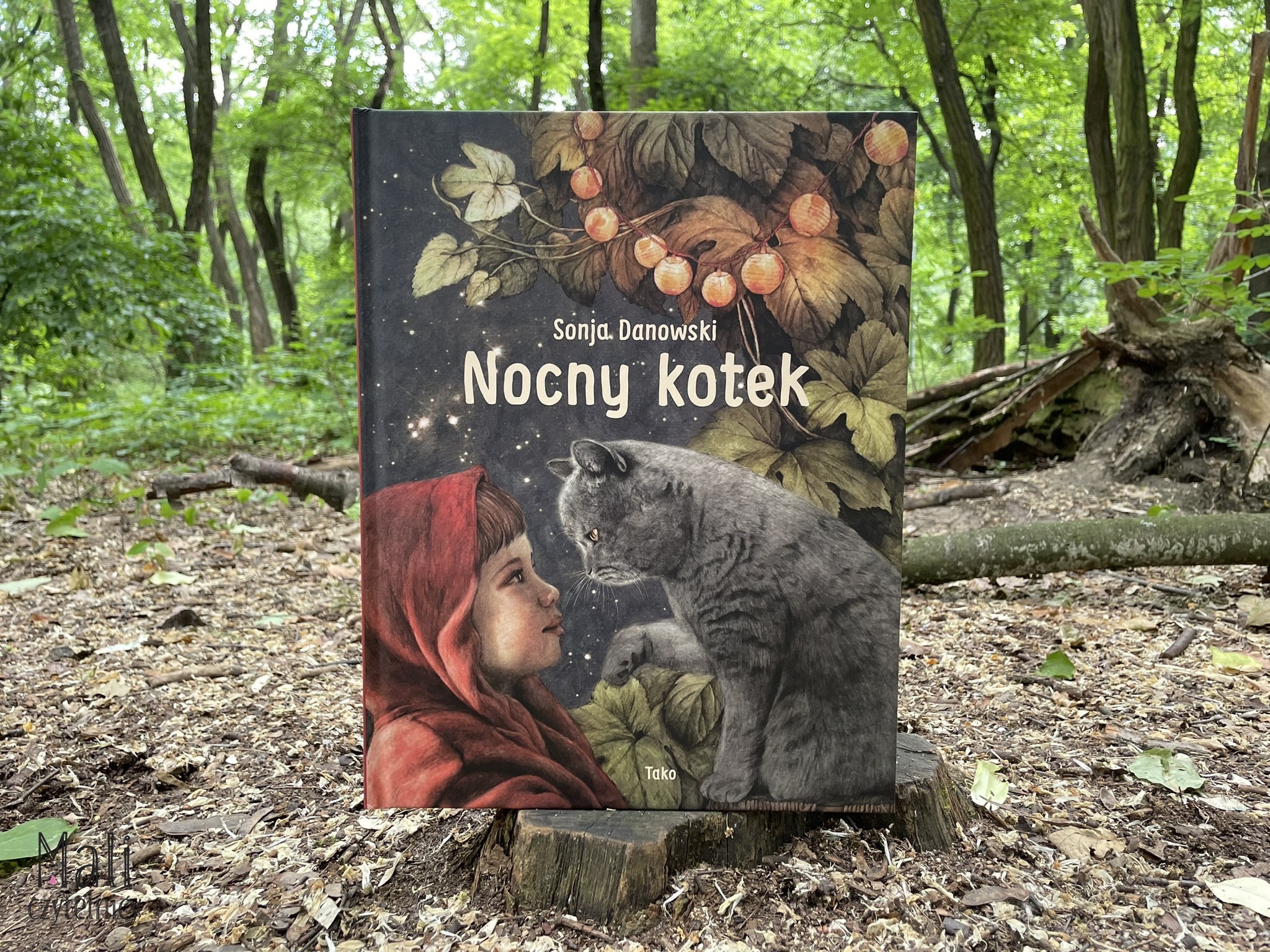 Nocny kotek